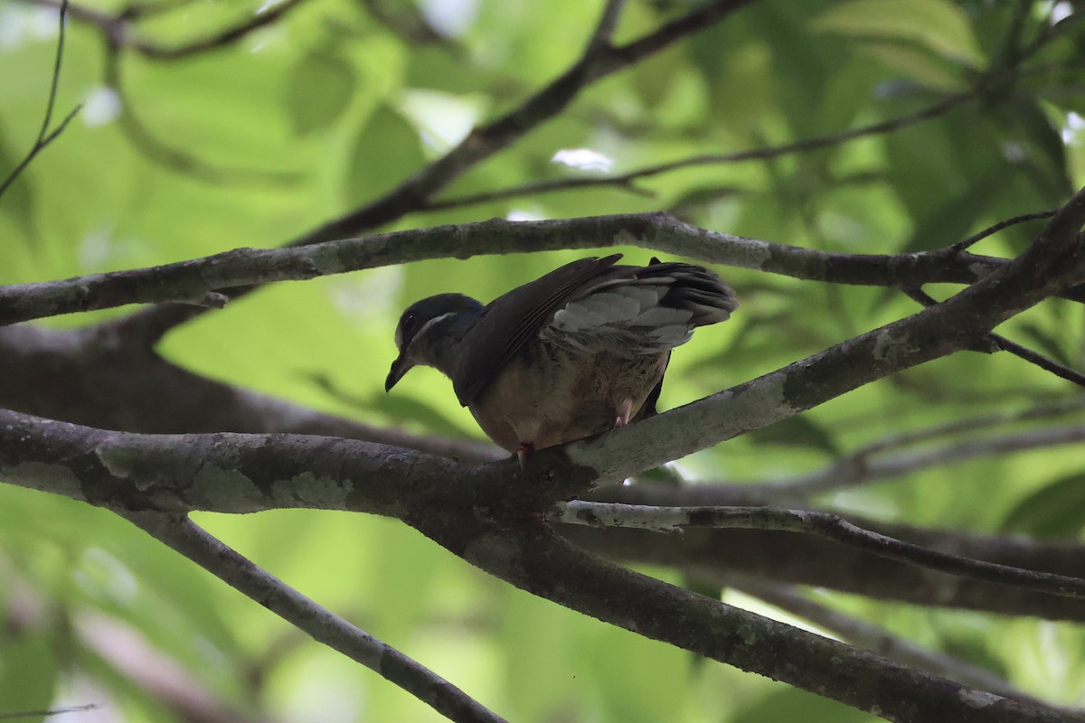 Ohrstreiftaube - ML646334071