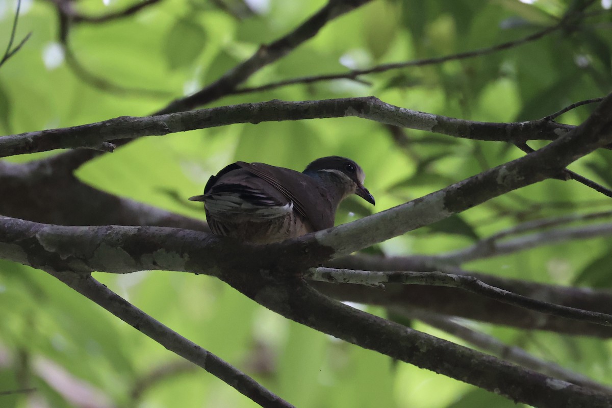 Ohrstreiftaube - ML646334072