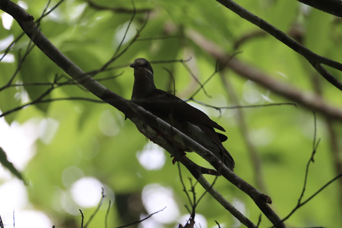 Ohrstreiftaube - ML646334073