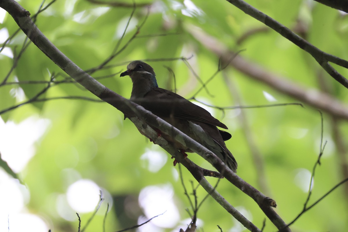 Ohrstreiftaube - ML646334074