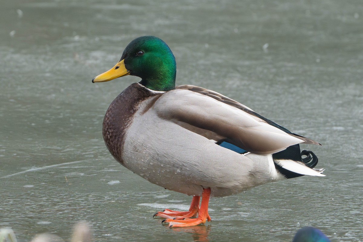 Stockente - ML646334075