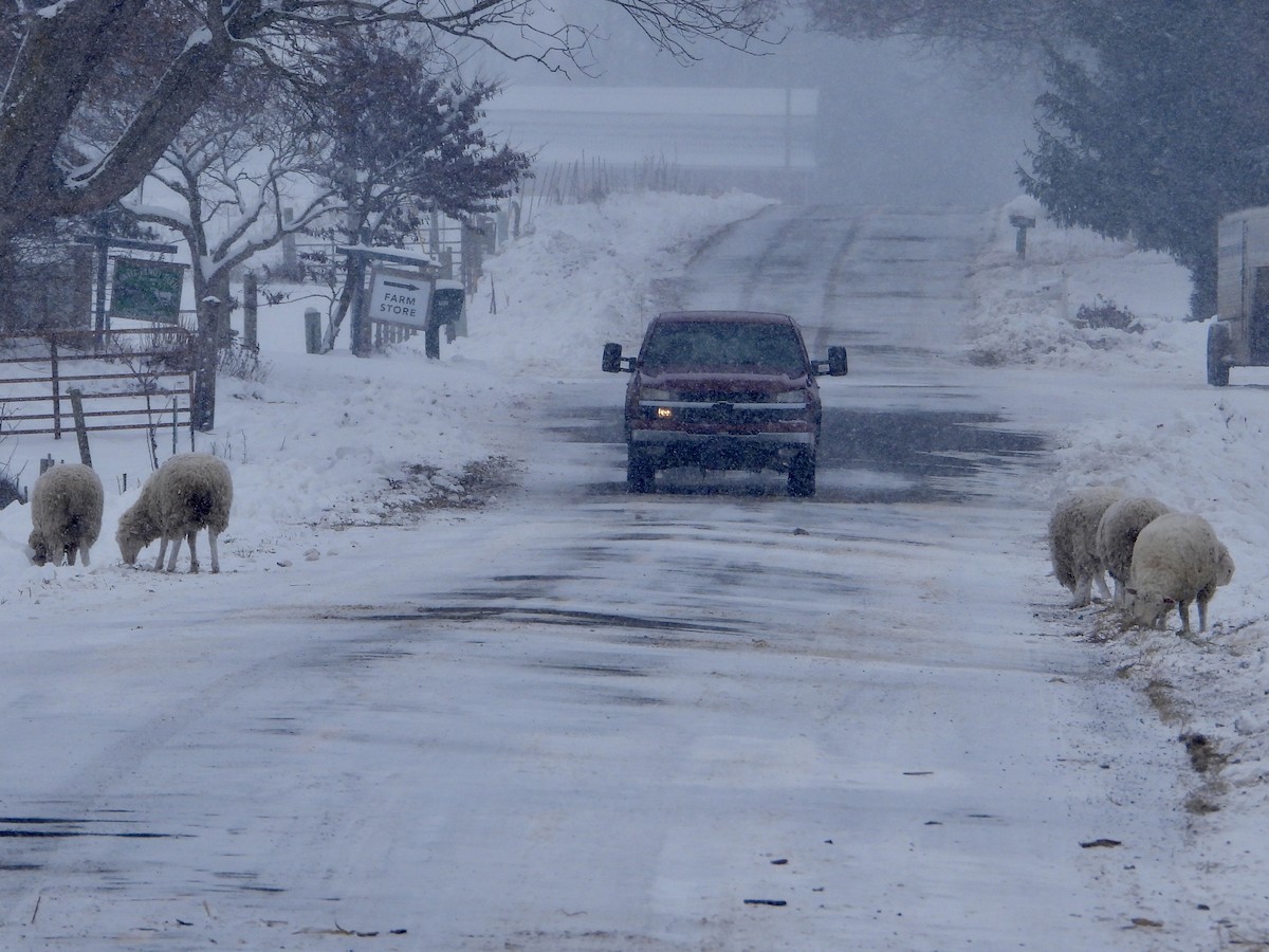 Mammals - ML646334076