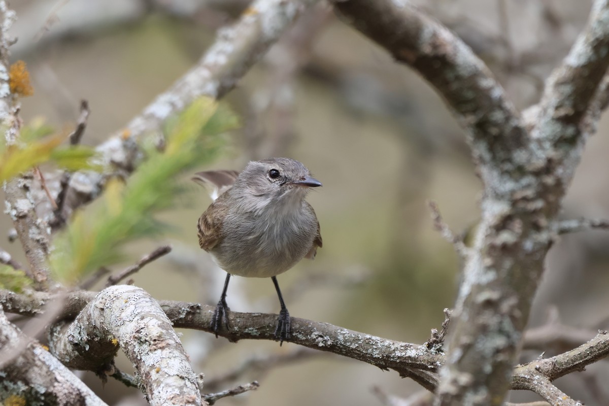 Marañon Tyrannulet - ML646334079