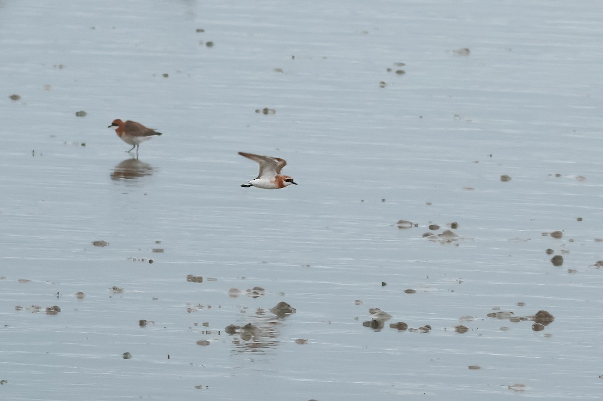 Tibetregenpfeifer - ML646334080