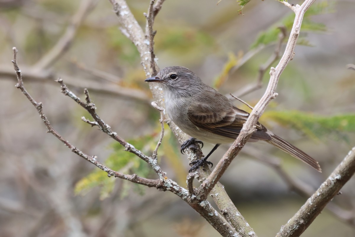 Marañon Tyrannulet - ML646334081