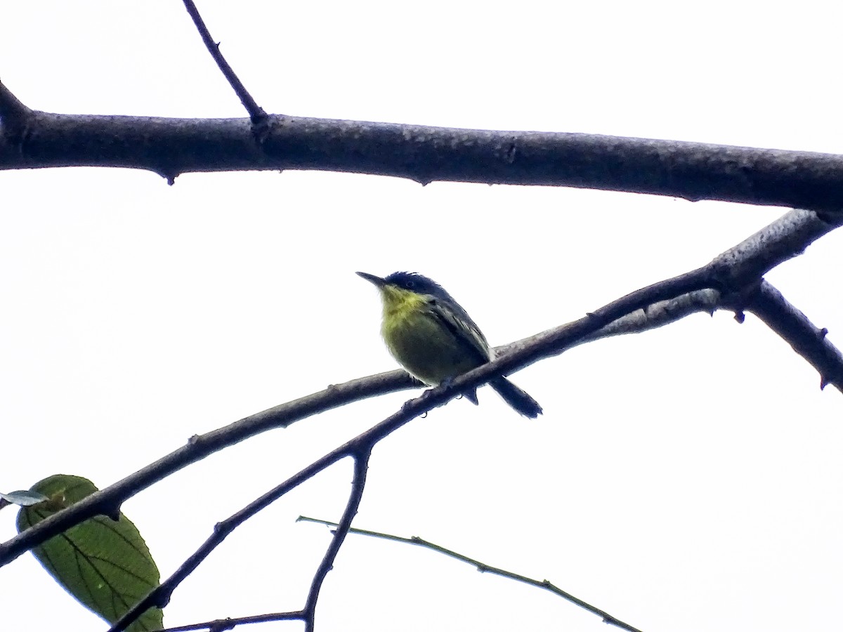 Graugelb-Todityrann - ML646334082