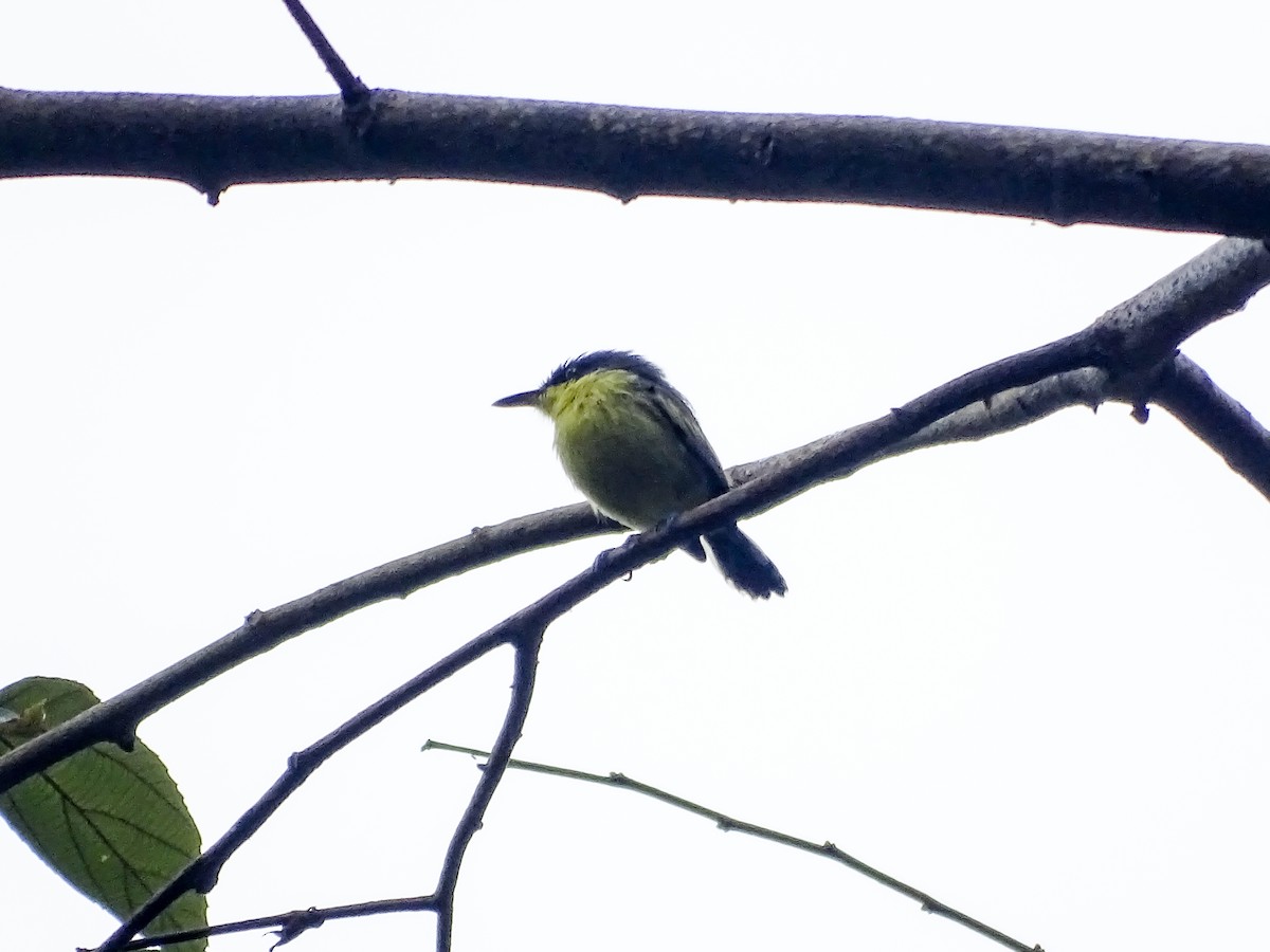 Graugelb-Todityrann - ML646334083