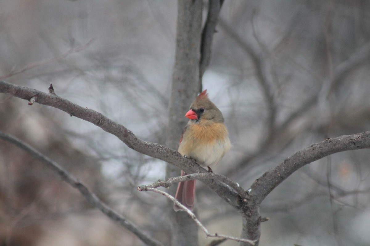 Rotkardinal - ML646334084