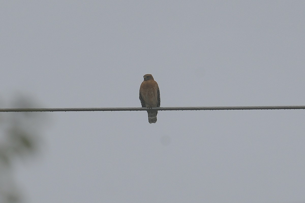 Rotschulterbussard - ML646334085