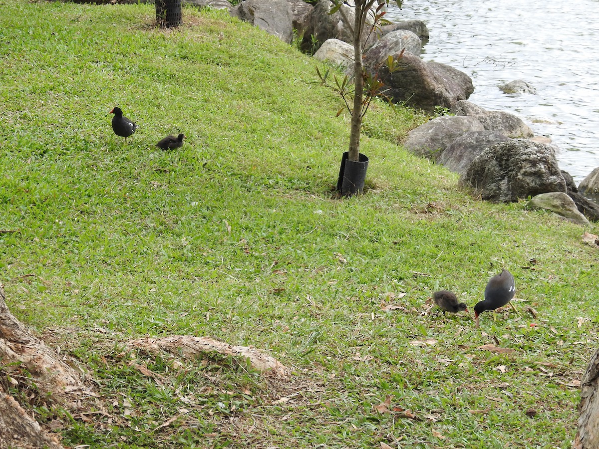 Teichhuhn - ML646334086