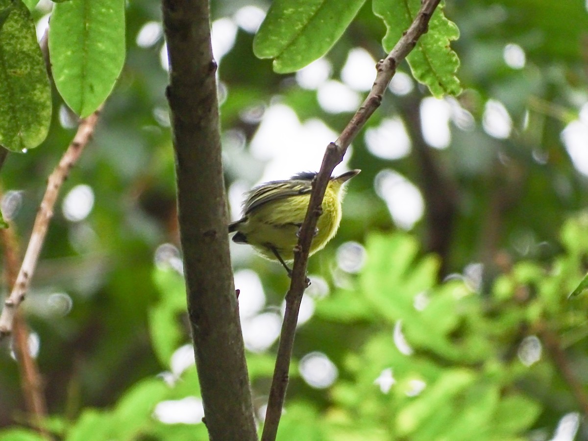 Graugelb-Todityrann - ML646334087