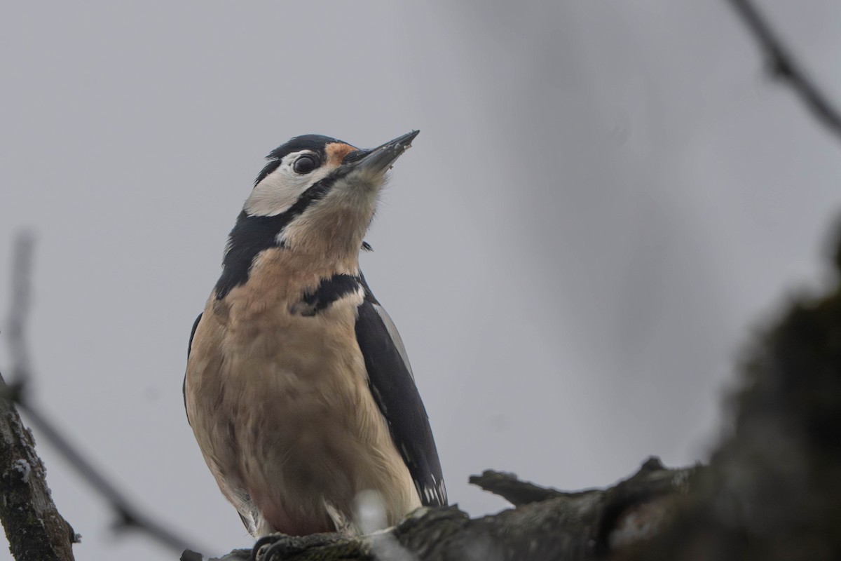 Buntspecht - ML646334089