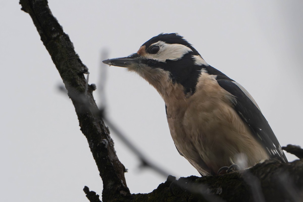 Buntspecht - ML646334090