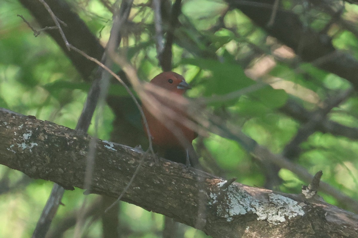 Rosenamarant - ML646334091