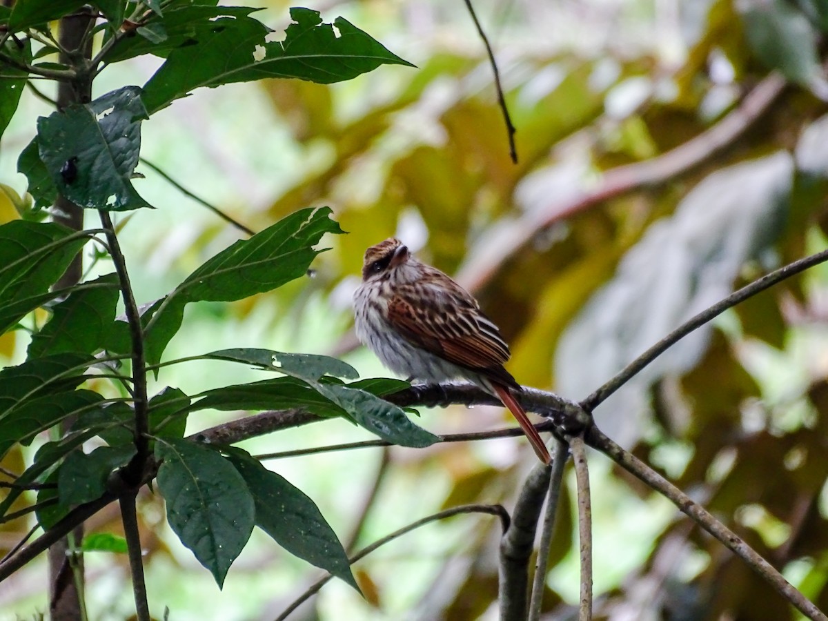 Streaked Flycatcher - ML646334092