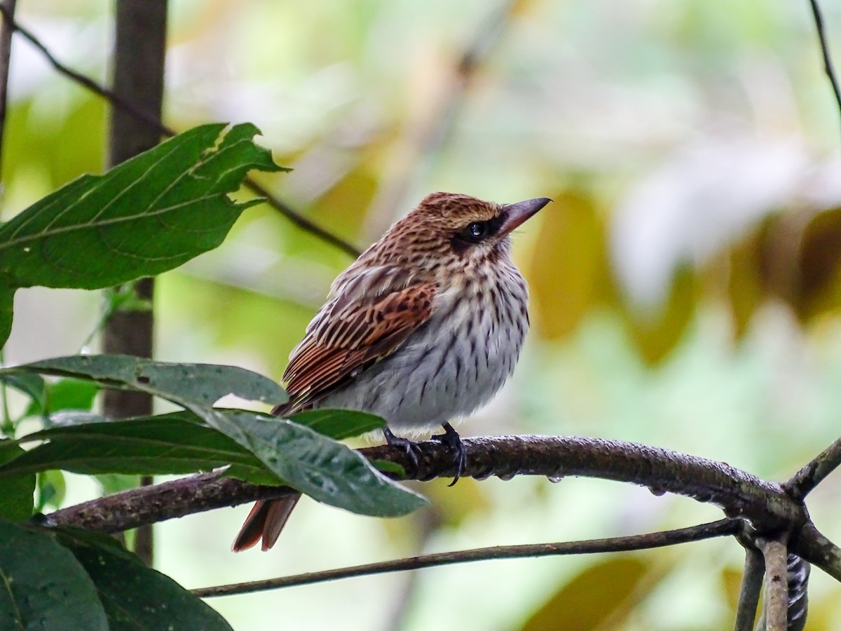 Streaked Flycatcher - ML646334093
