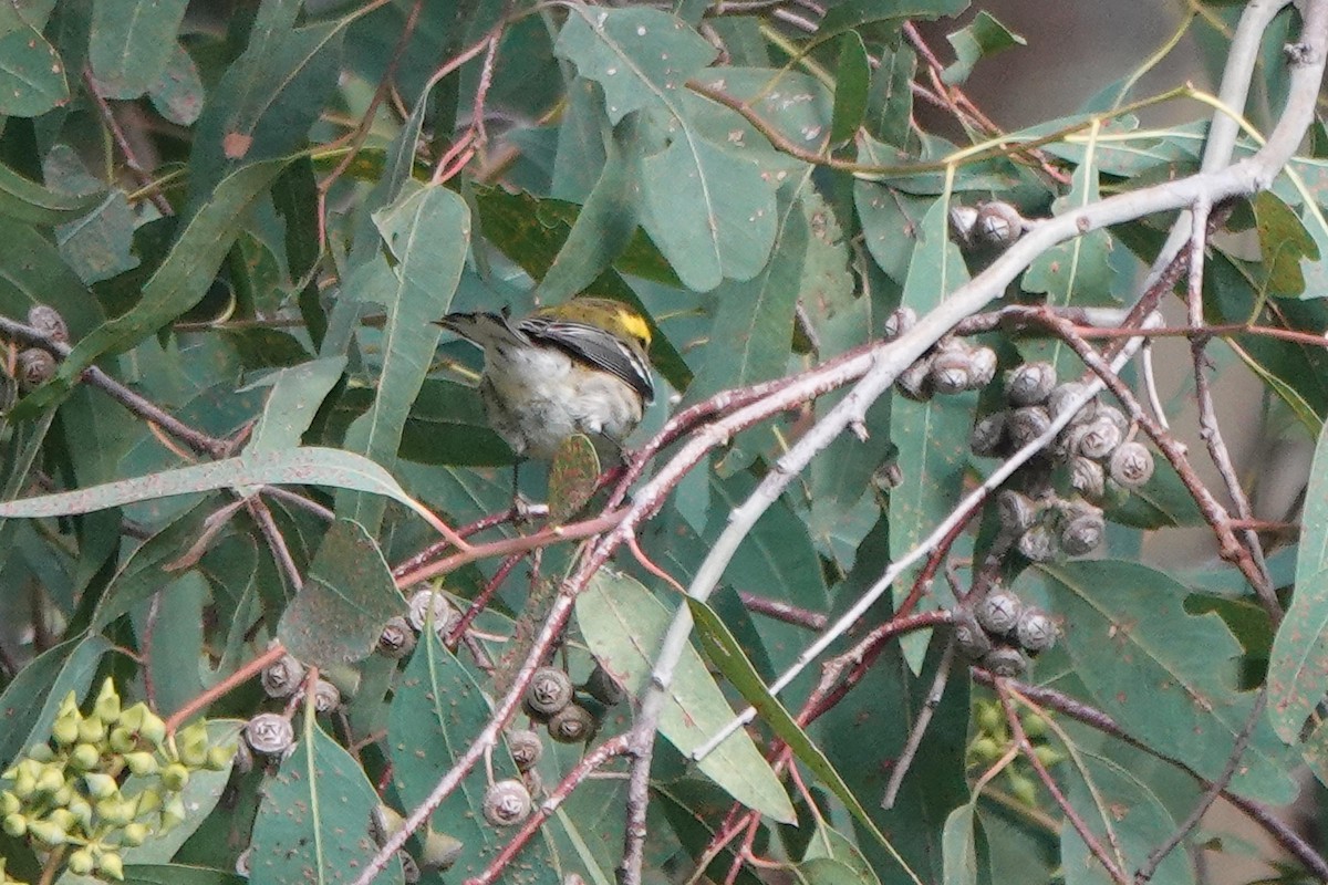 Townsendwaldsänger - ML646334095