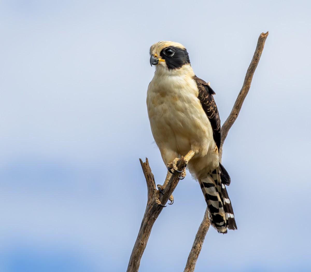 Laughing Falcon - ML646334096