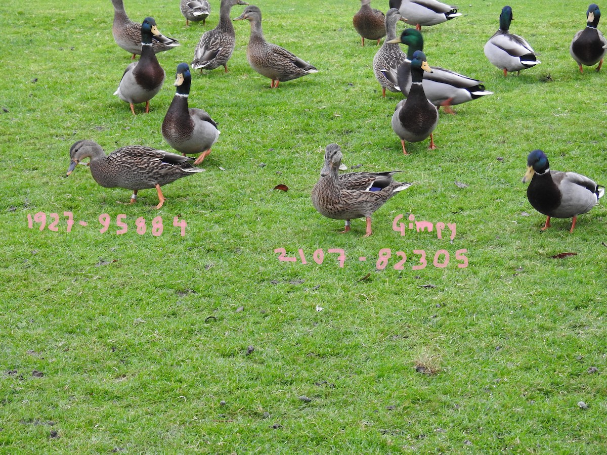 綠頭鴨 - ML646334102