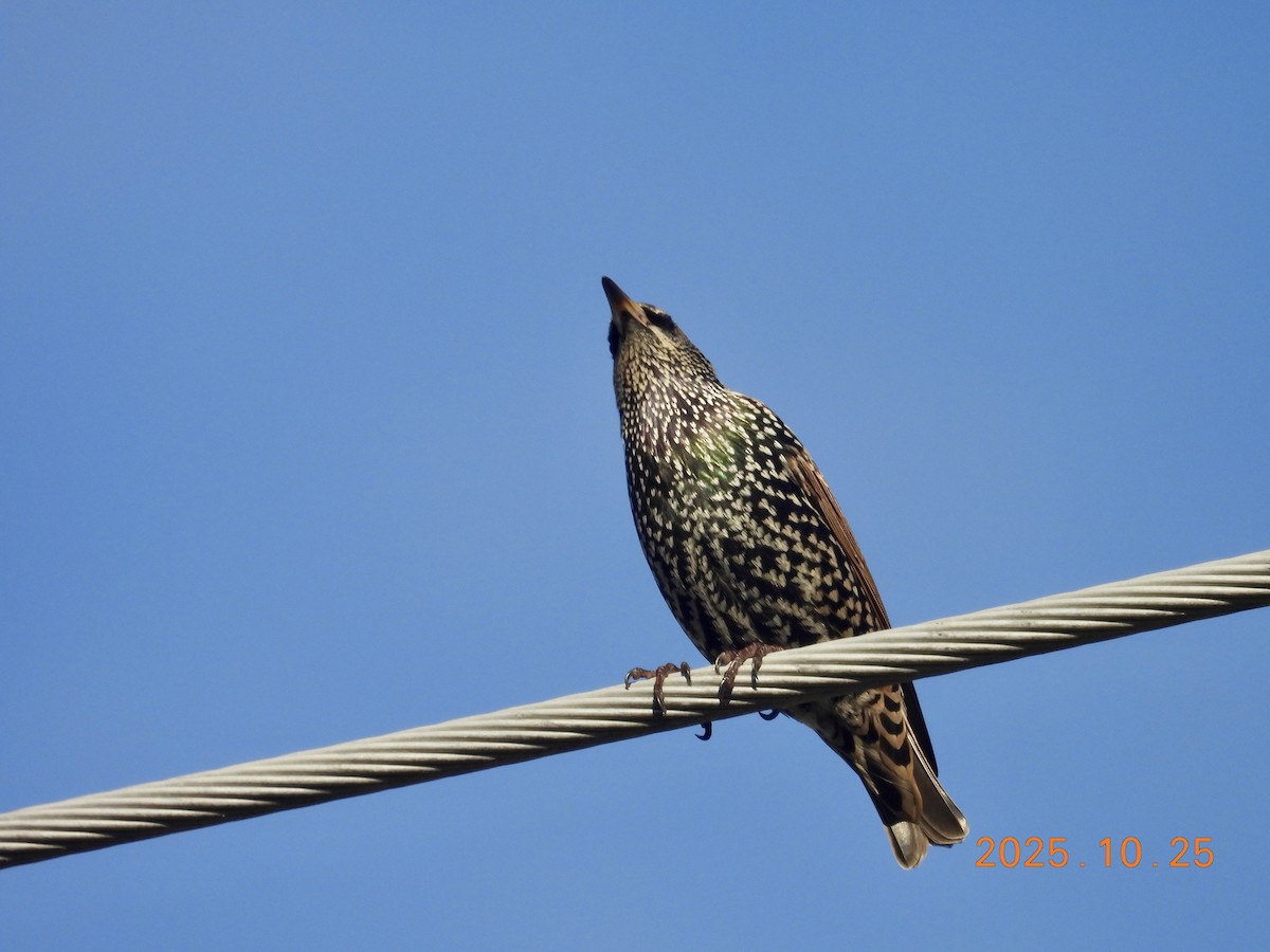 European Starling - ML646334103