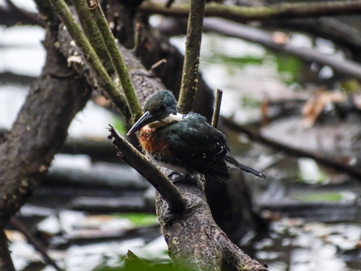 Green Kingfisher - ML646334104