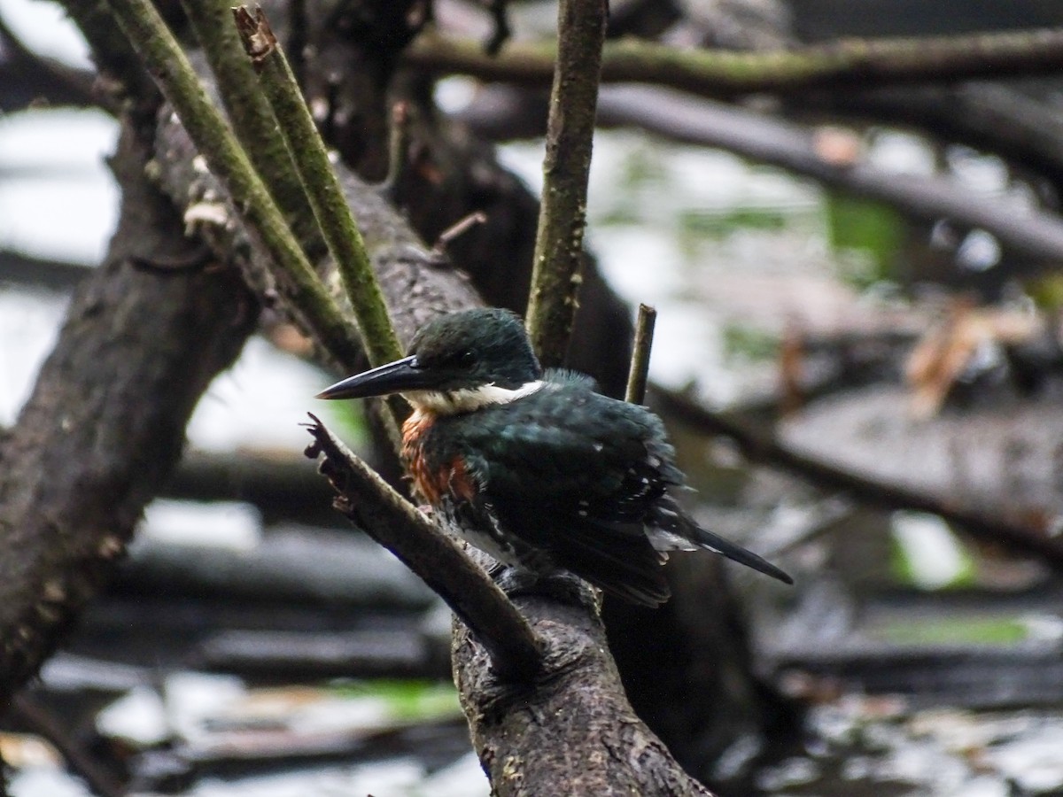 Green Kingfisher - ML646334105