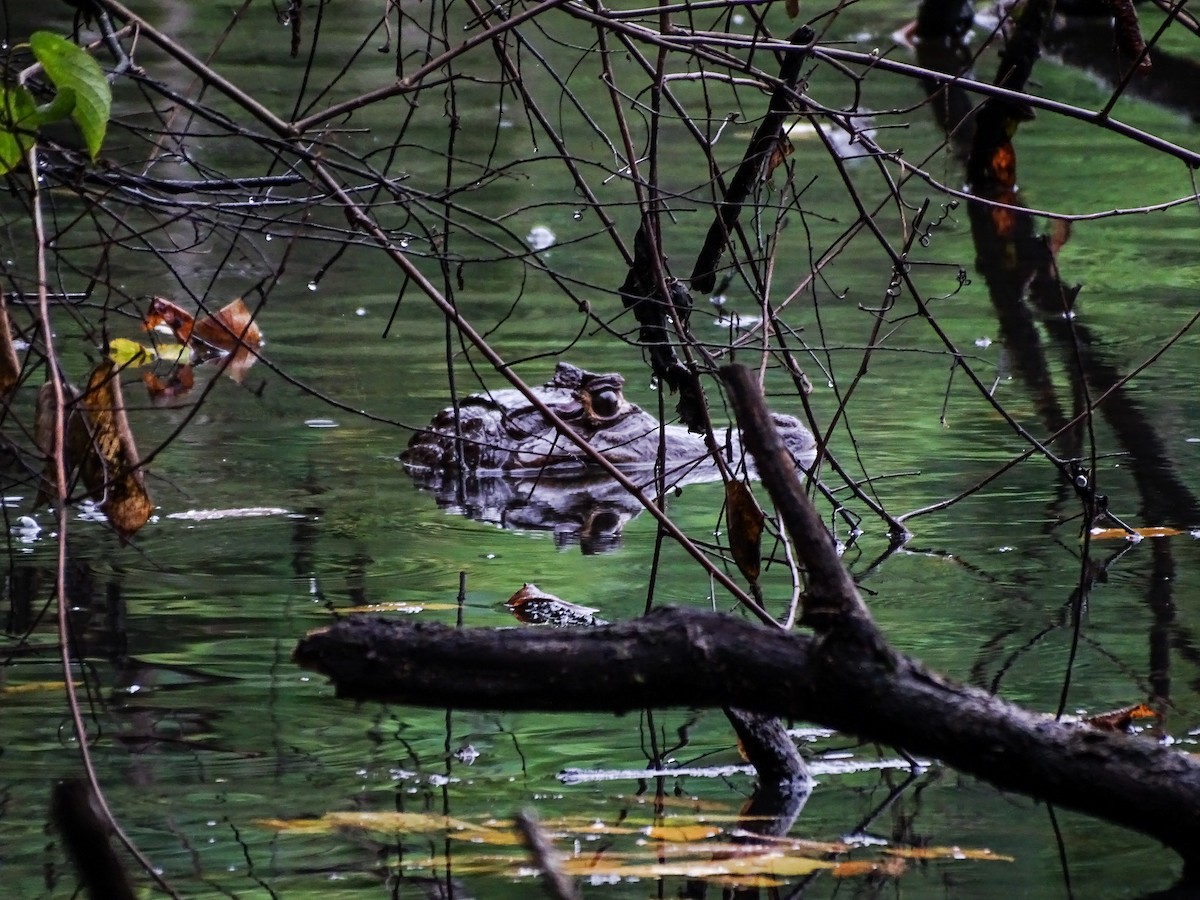 Crocodilians - ML646334109