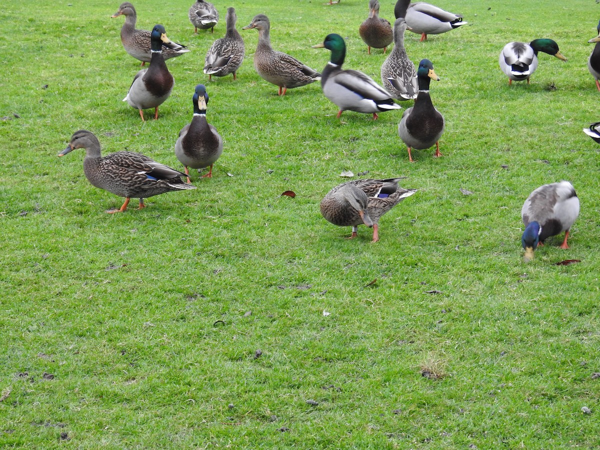 綠頭鴨 - ML646334110