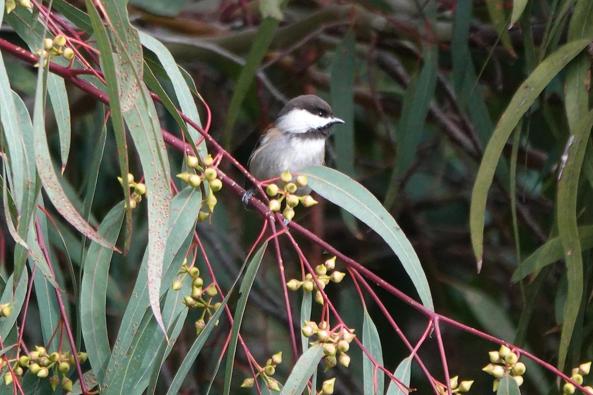 Chestnut-backed Chickadee - ML646334111