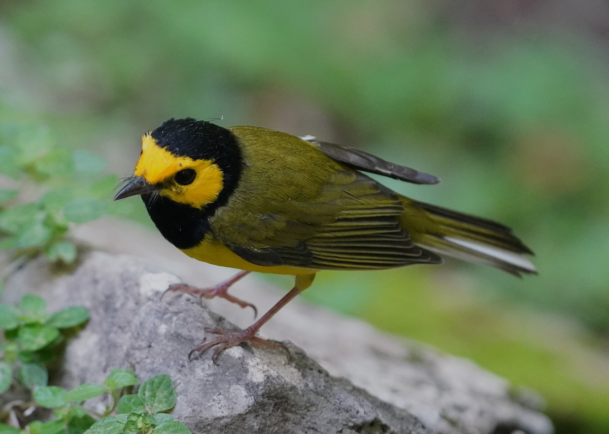 Paruline à capuchon - ML646334120