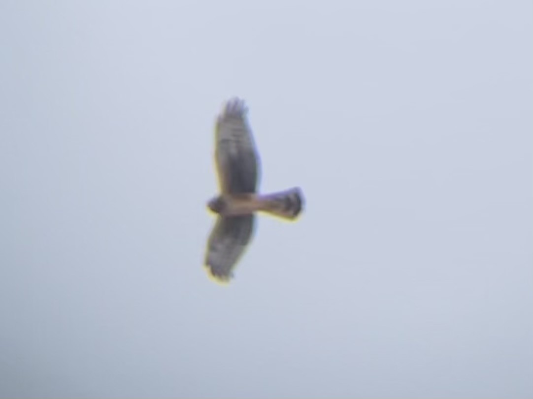 Northern Harrier - ML646334121