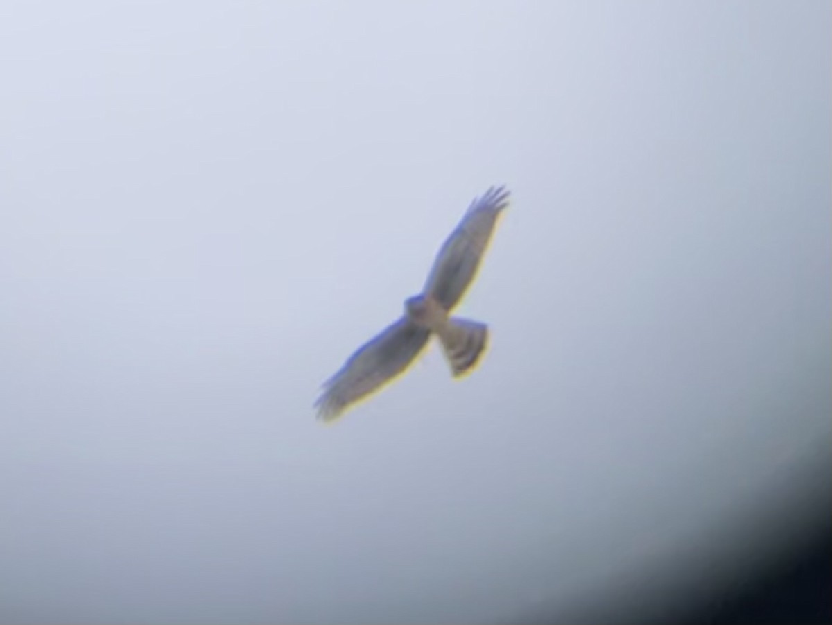 Northern Harrier - ML646334122