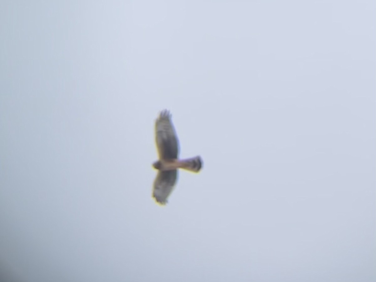 Northern Harrier - ML646334123