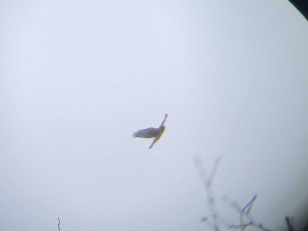 Northern Harrier - ML646334124