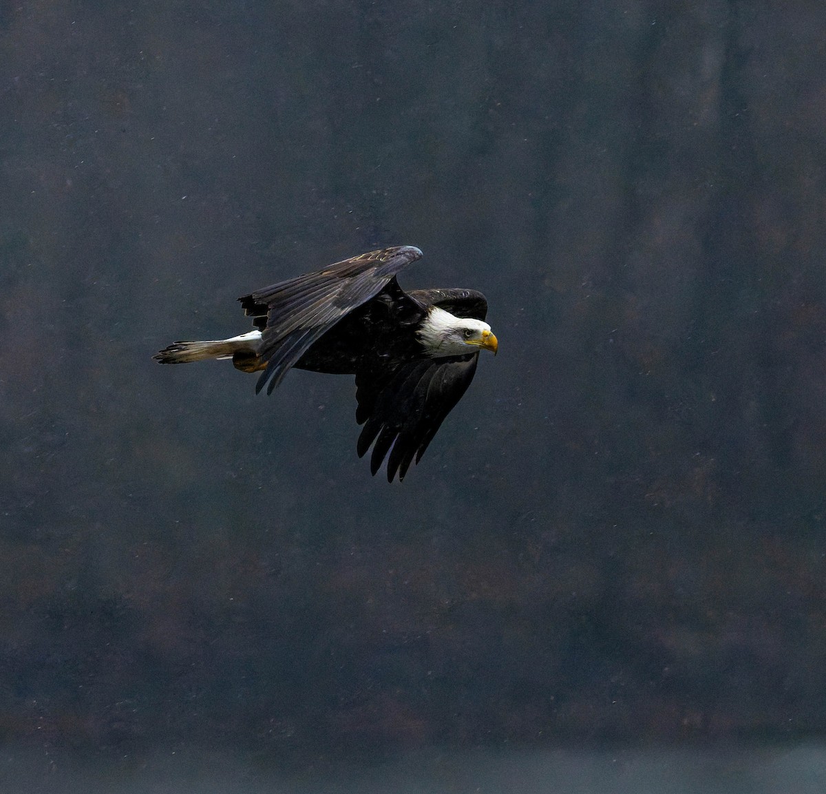 Bald Eagle - ML646334125