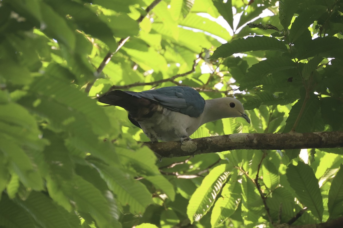 Бронзовый плодовый голубь - ML646334133