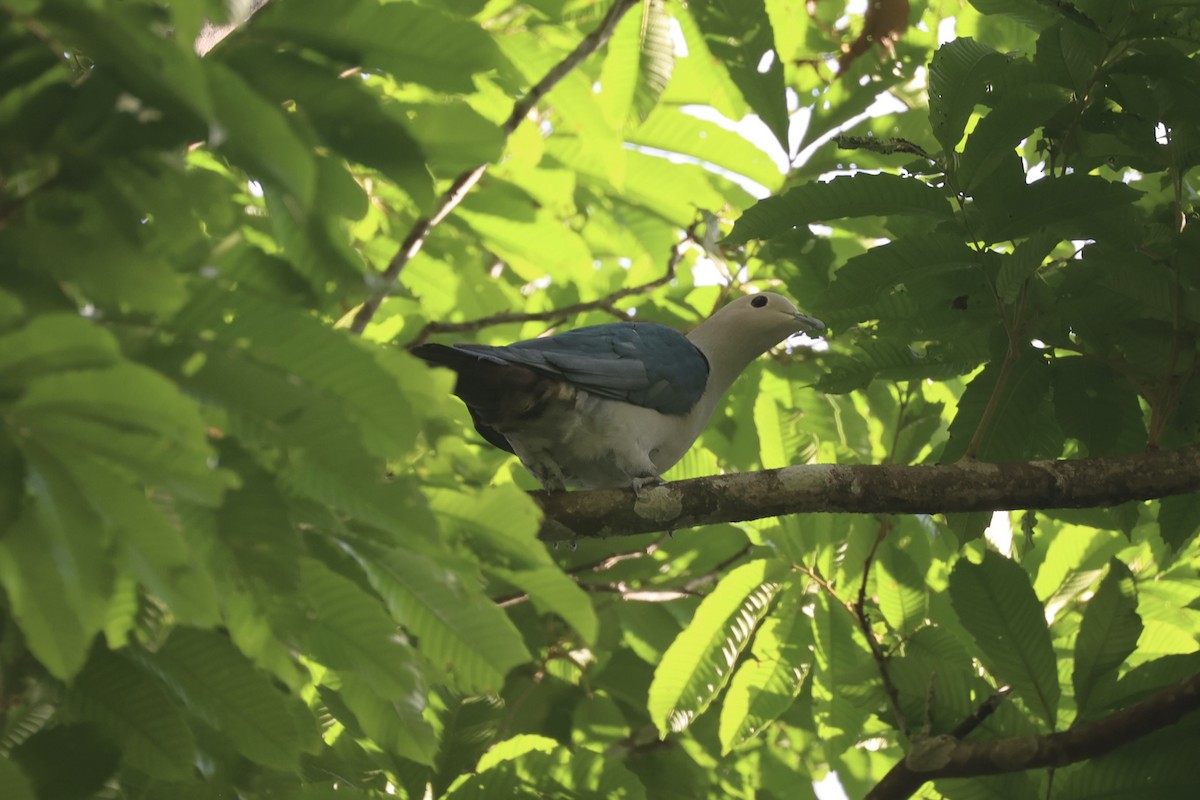 Бронзовый плодовый голубь - ML646334134