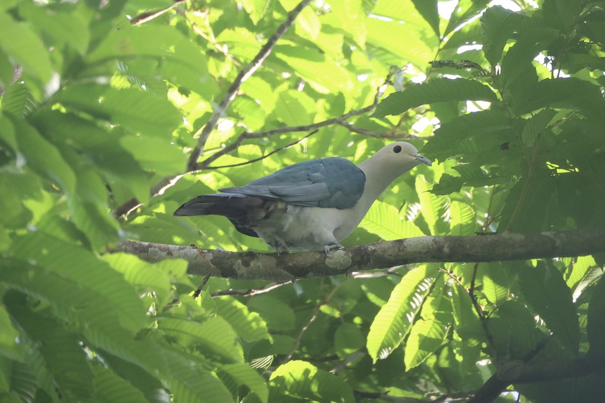 Бронзовый плодовый голубь - ML646334135