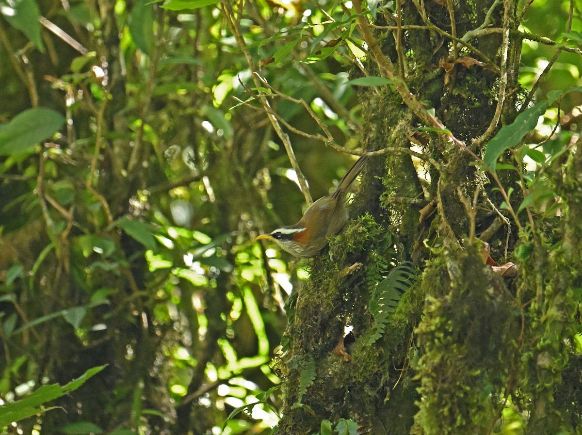Streak-breasted Scimitar-Babbler - ML646334136