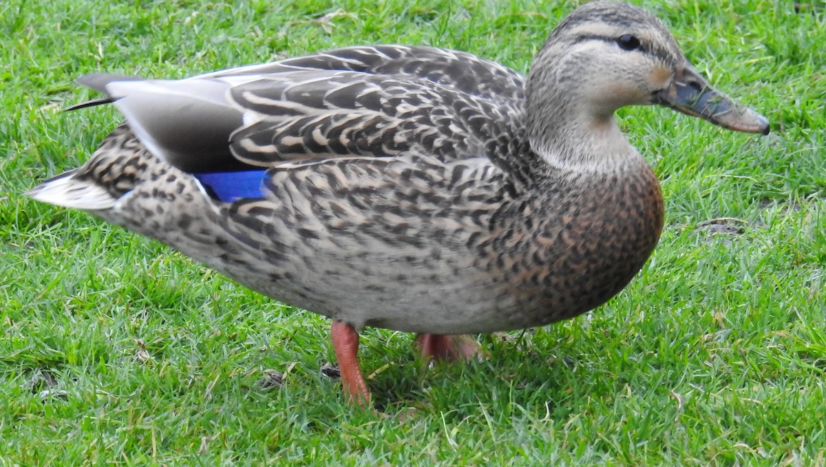 綠頭鴨 - ML646334137