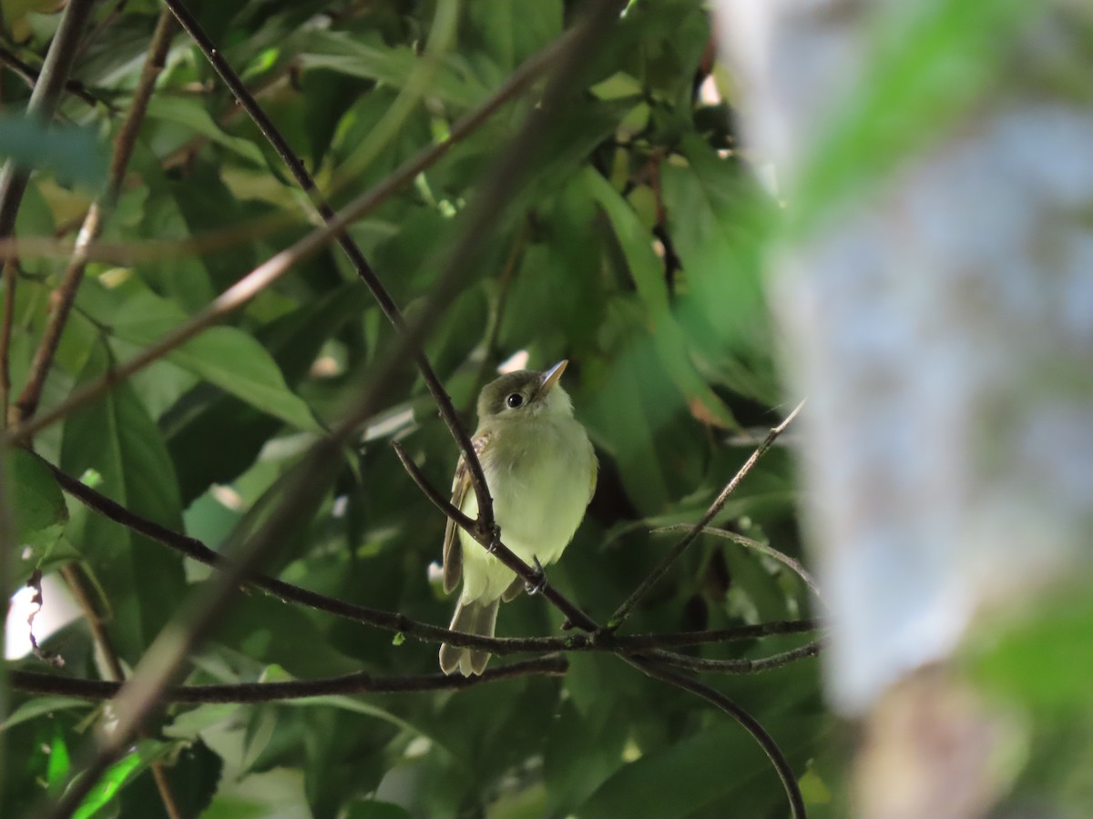 Buchenschnäppertyrann - ML646334141