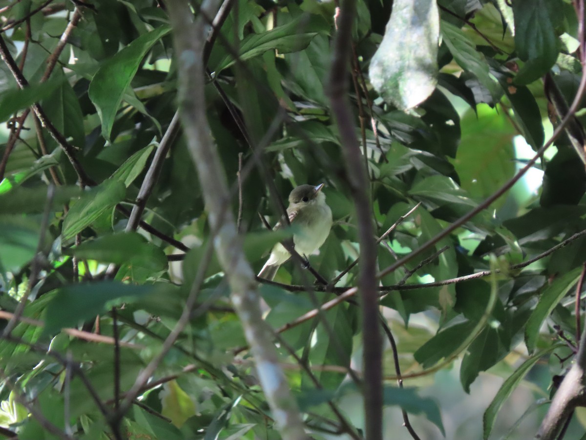 Buchenschnäppertyrann - ML646334142