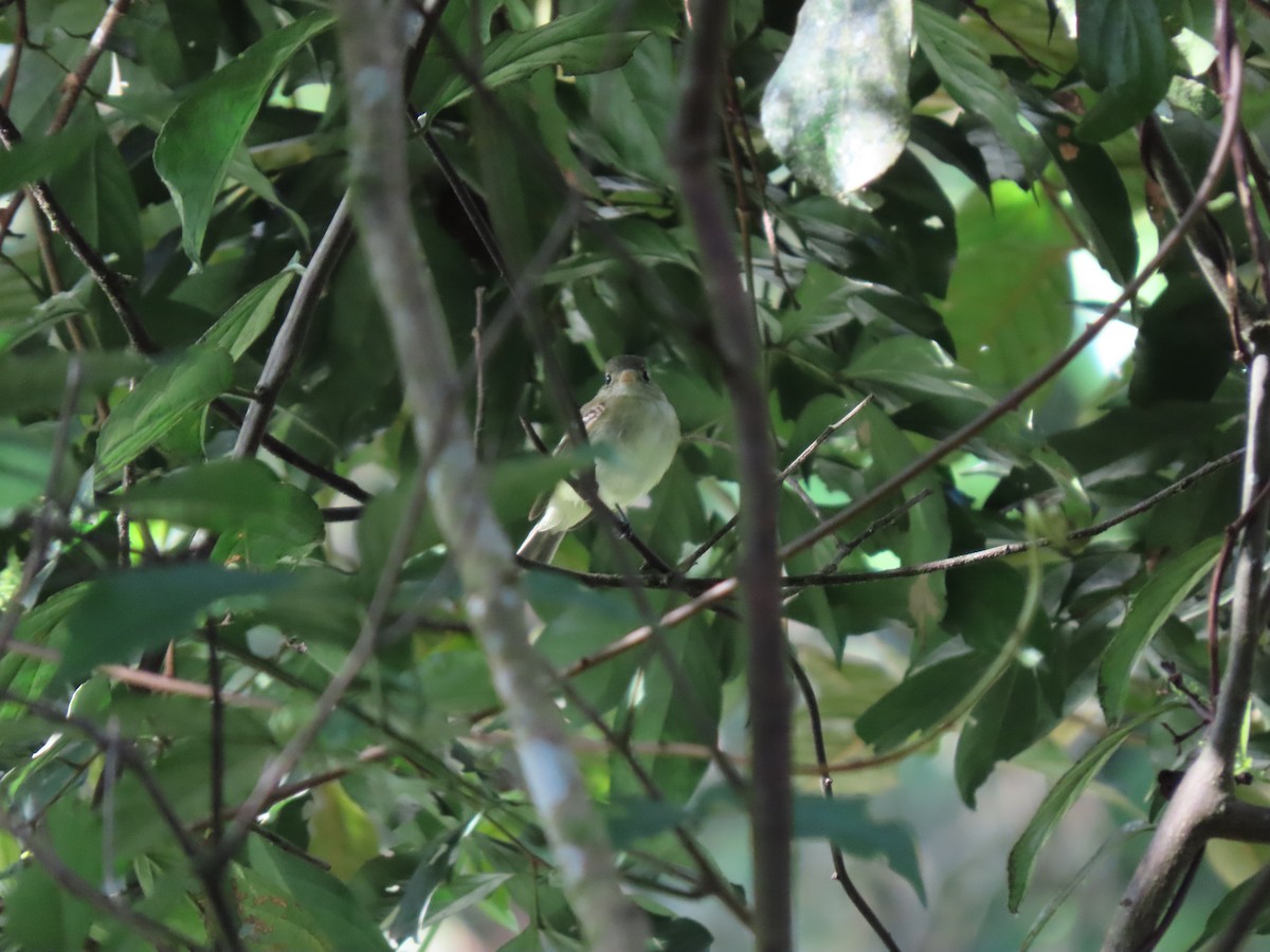 Buchenschnäppertyrann - ML646334143