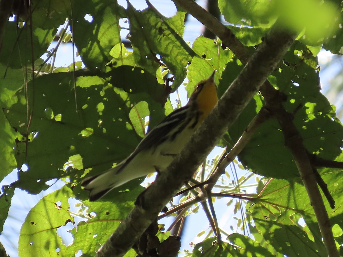 Blackburnian Warbler - ML646334144