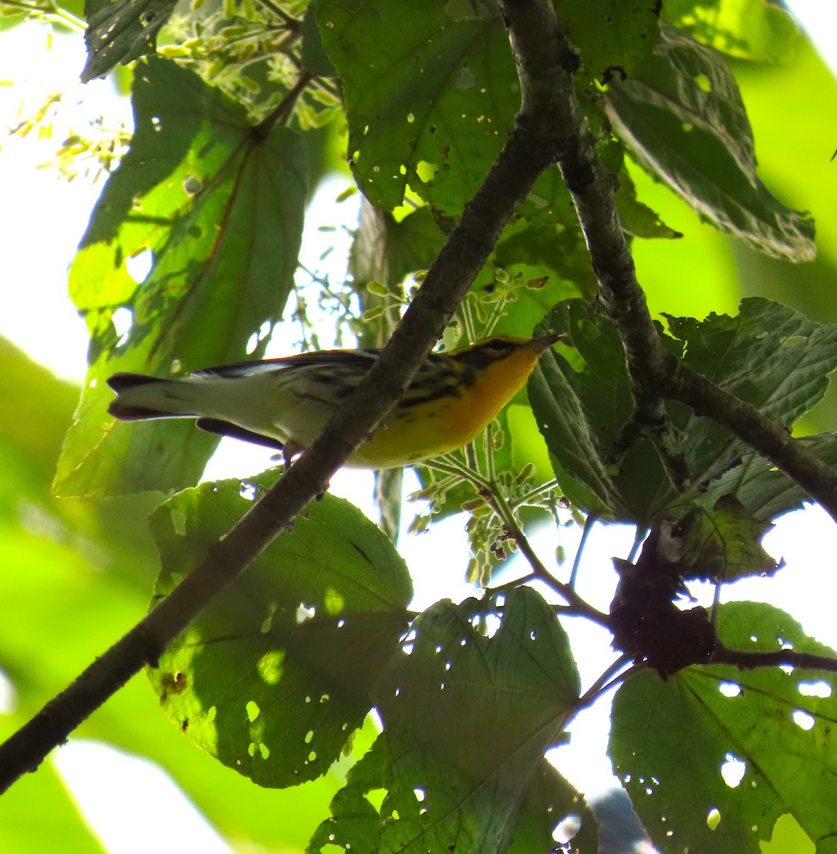 Blackburnian Warbler - ML646334145