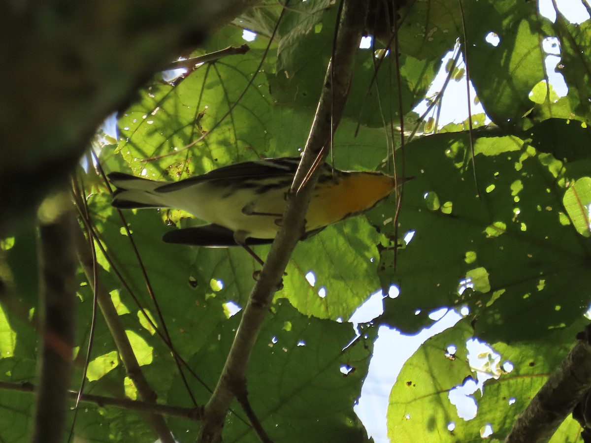 Blackburnian Warbler - ML646334146