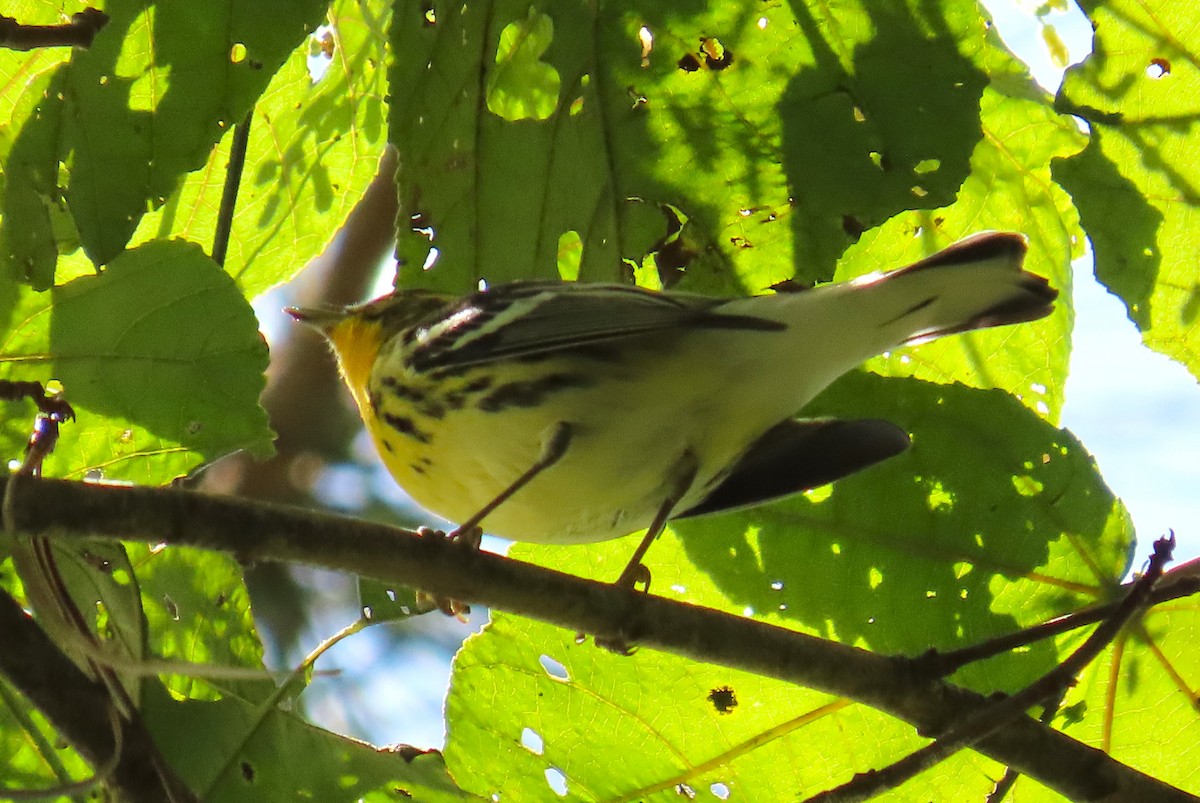 Blackburnian Warbler - ML646334147