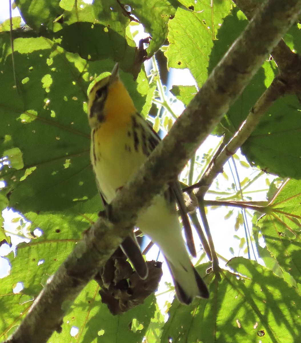 Blackburnian Warbler - ML646334148