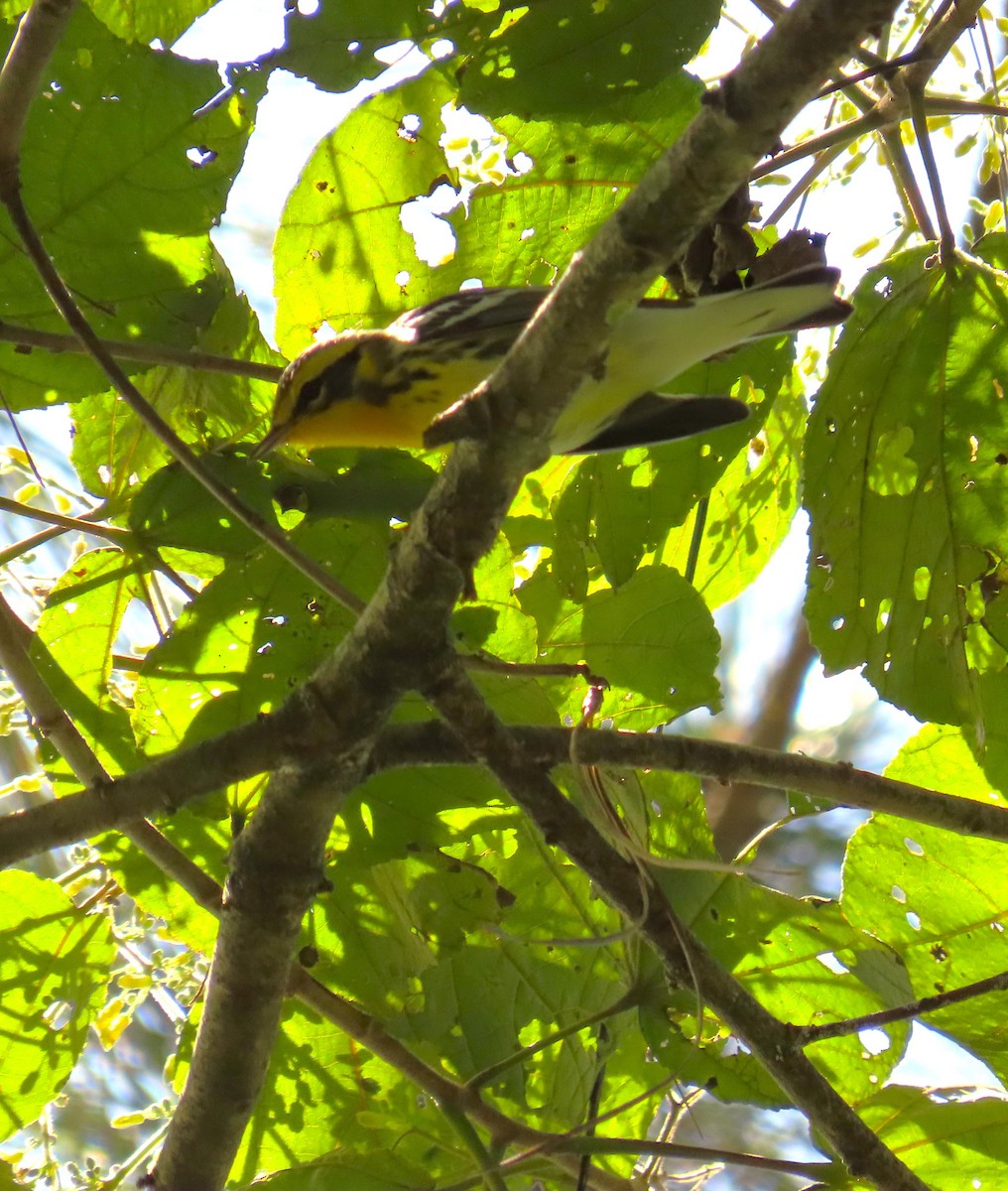 Blackburnian Warbler - ML646334149