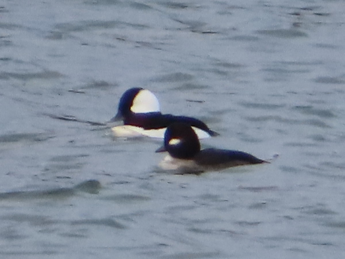 Bufflehead - ML646334150